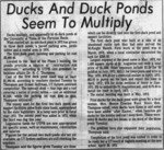Ducks and Duck Ponds Seem To Multiply by Odessa American
